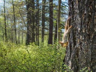The squirrel sits upside down on the bark of a pine tree and eats. Squirrel on a tree. Squirrel in a natural park. Blue sky, tree trunks in the background.
