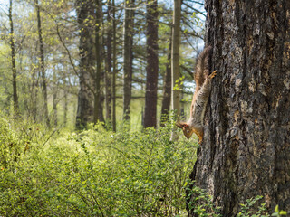 The squirrel sits upside down on the bark of a pine tree and eats. Squirrel on a tree. Squirrel in a natural park. Blue sky, tree trunks in the background.