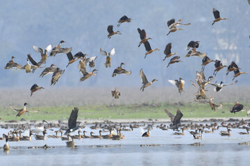 Flock Of Migratory Birds Are Flying Over The Sanctuary Wetland