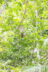 Sloth hanging on tree branch, portrait of wild animal in the Rainforest of Costa Rica head down, Bradypus variegatus, brown-throated three-toed sloth.