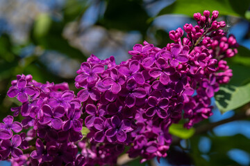 lilac syringa flowers in the garden