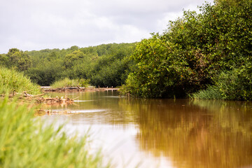 Fototapeta na wymiar Damas Island Mangrove water canals