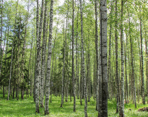 Fototapeta na wymiar Russian forest in spring