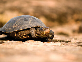 Obraz premium turtle on the rock