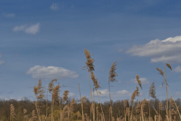 Obraz premium Landscape of reeds and sky.