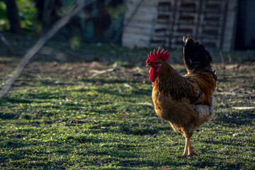 Rooster walks around the backyard