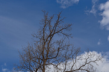 Fototapeta na wymiar Leafless tree branches. Background of blue sky and white clouds. 