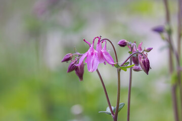Close up shot of fresh columbine flowers