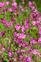 Morning campion, also known as red campion or silene dioica. Flowers were photographed in a wildflower meadow in late spring. The small pink flowers are a native of northern Europe.
