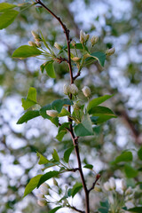 Apple tree branch close-up. White flowers.