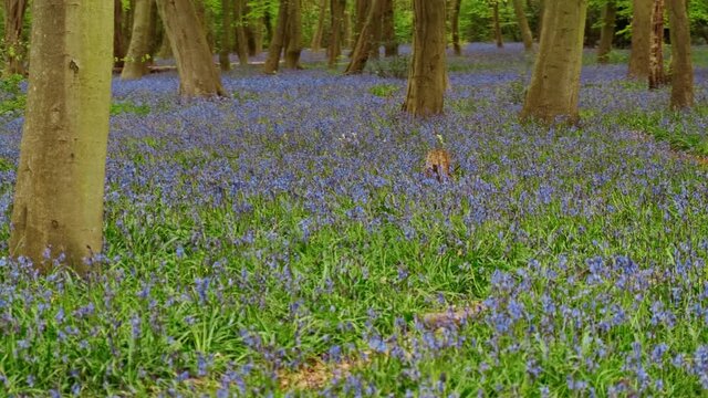 A carpet of bluebells in Epping Forest, London. Almost half the worlds bluebells are found in the UK and illegal to pick them