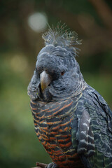 Gang-gang Cockatoo - adult female