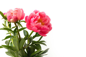 Pink peonies on a white background. Isolate. Postcard. Close-up.