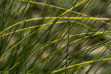 The texture of yellow green grass blowing in the wind on a spring day