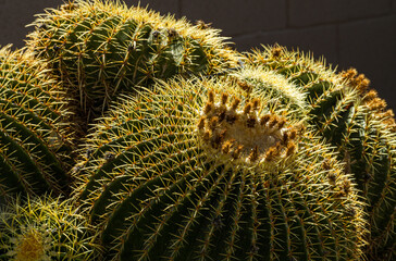 Barrel cactus spines glow in the golden light of the morning sun