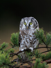 Close -up portrait of tiny brown owl with shining yellow eyes and a yellow beak in a beautiful natural environment. Boreal owl known also as Tengmalm‘s Owl or Richardson’s Owl, Aegolius funereus.