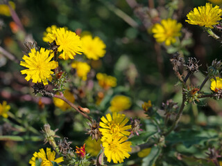 Blühendes Habichtskraut, Hieracium, Nahaufnahme