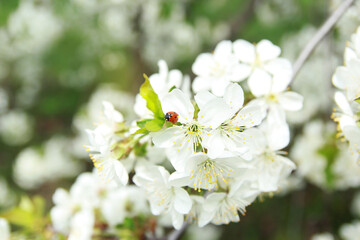 Bright ladybug in pollen on a branch of blooming white cherry, bright greenery, gentle spring background