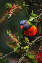 Rainbow Lorikeet with Callistemon flowers