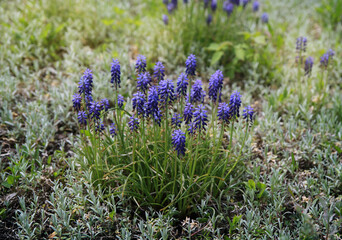 Obraz premium Purple muscari bush in blue-green grass, forest spring flowers
