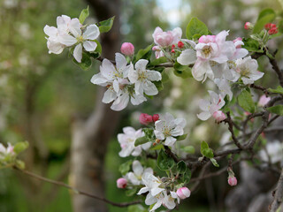 Branches of a blossoming apple tree, delicate white-pink flowers and buds, fresh young flowers and juicy greens