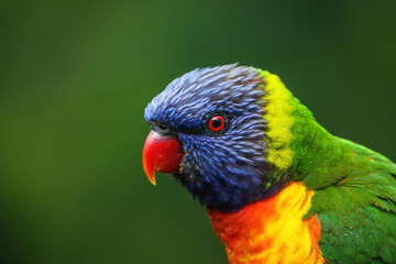 Rainbow Lorikeet close-up portrait outdoors