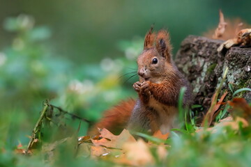 Close-up portrait of red squirrel in natural environment. Eurasian red squirrel, Sciurus vulgaris.