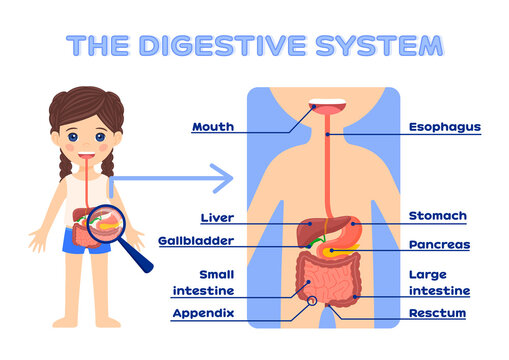 Human Digestive System for Education Children. Beautiful little Girl and the gastrointestinal tract. Flat color cartoon style. White background. Vector.
