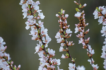 Nature in Springtime. Branch with beautiful white spring Prunus tomentosa (Nanking Cherry) flowers on tree or shrub. Nature scene with flowering Fuji Cherry. Botanical bloom concept. Blooming backdrop