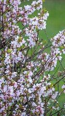 Nature in Springtime. Branch with beautiful white spring Prunus tomentosa (Nanking Cherry) flowers on tree or shrub. Nature scene with flowering Fuji Cherry. Botanical bloom concept. Blooming backdrop
