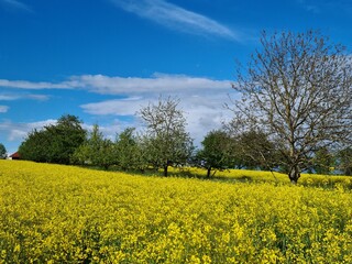 Rapsfeld am Weg