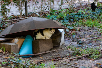 White cat sheltering from the rain under an umbrella.