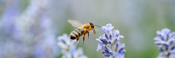 Pollination with bee and lavender with sunshine, sunny lavender.