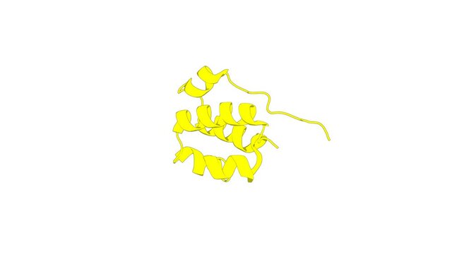 360&ordm; 3D rendering of a biological molecule. Structure of the N-terminal domain of FK506-binding protein 3