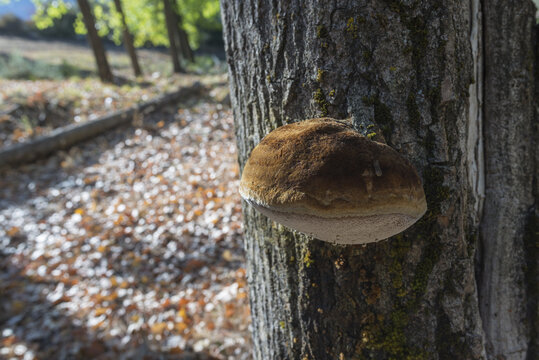 Closeup shot of a brown Chaga mushroom growing on a tree trunk