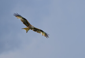 Ein Rotmilan fliegt in der Luft vor bewölktem Himmel