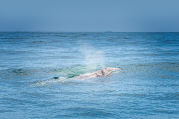 Blowing Grey whale in the pacific ocean