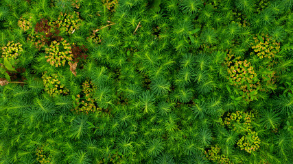 A flower bed with a variety of grass top view. Background, texture, copy space, closeup.