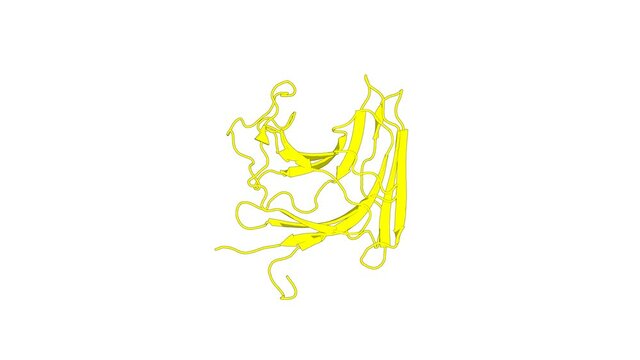 360&ordm; 3D rendering of a biological molecule. Solution structure, dynamics and binding studies of a family 11 carbohydrate-binding module from Clostridium thermocellum (CtCBM11).