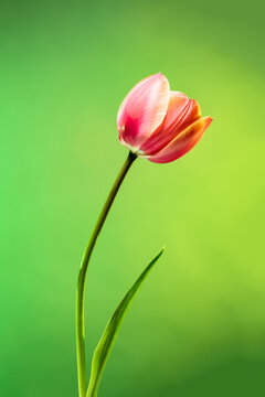 Beautiful tulip flower on abstract sunrise background