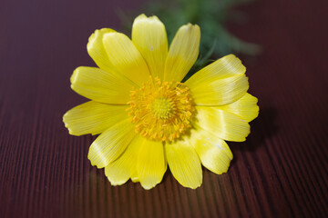 Close-up of a yellow flower on a dark background.