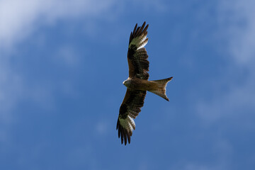 Ein Rotmilan fliegt vor blauen Himmel