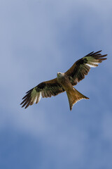 Ein Rotmilan direkt über am Himmel