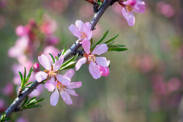 Common almond (Prunus dulcis), flowering.