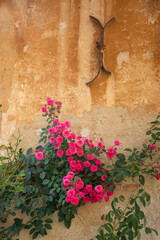 pink roses near an old wall
