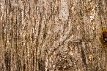 Old and rotten wooden wall with knots. View close up
