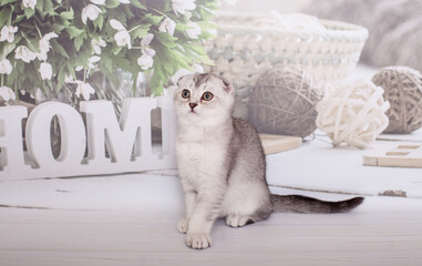 scottish fold kitten silver color