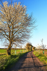 Blooming fruit trees by a dirt road in spring
