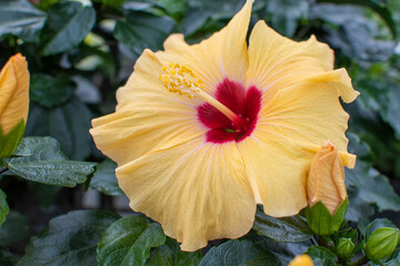 Gelbe Hibiskus Blüten im Sommer © Julia