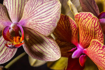 Floral concept.  Orchids blossom close up. Orchid flower pink and yellow bloom. Phalaenopsis orchid.Beautiful blooming orchids